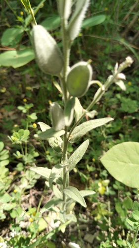 Fibigia clypeata, photograph 6