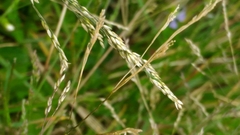 Agrostis clavata