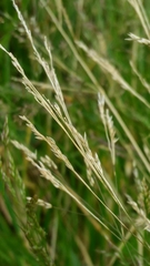 Agrostis clavata
