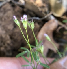 Trifolium oliganthum