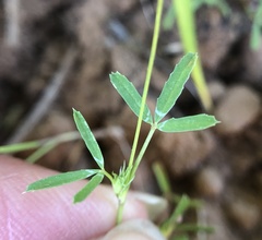 Trifolium oliganthum