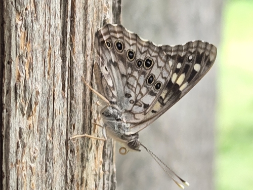 Hackberry Emperor