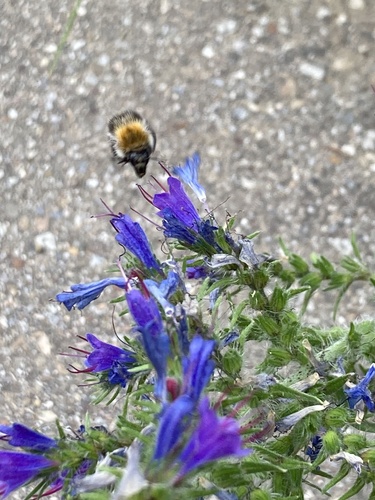 Common Carder Bumble Bee