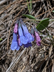 Mertensia oblongifolia
