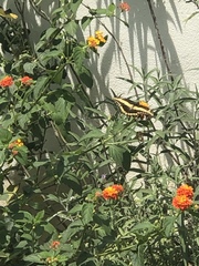 Papilio ornythion ornythion
