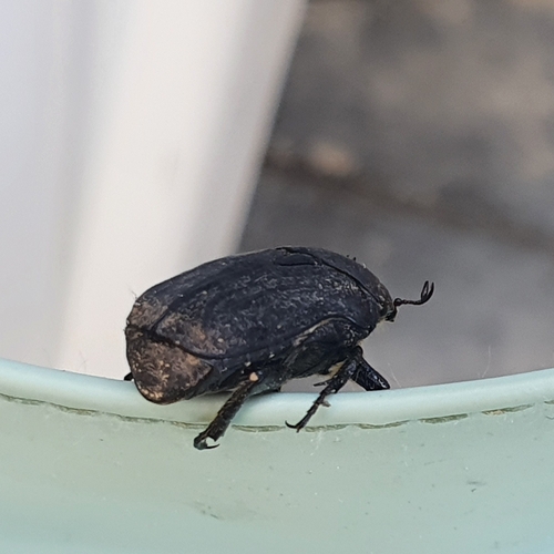 Speckled Rose Chafer