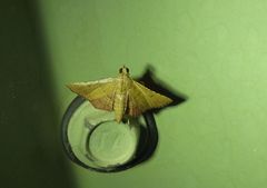 Endotricha psammitis