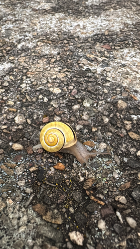 Brown-lipped Snail