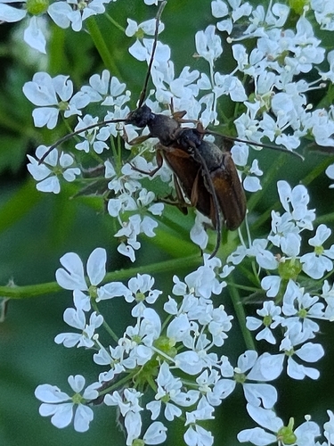 tobacco-coloured longhorn beetle