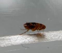 Ctenocephalides