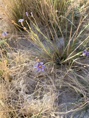 Sisyrinchium funereum