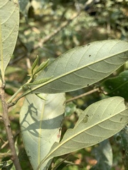 Lithocarpus glaber