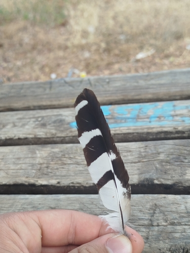 Plume de Huppe fasciée