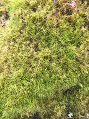 Flexitrichum flexicaule