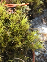 Flexitrichum flexicaule