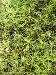 Flexitrichum flexicaule