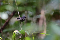 Willisornis poecilinotus