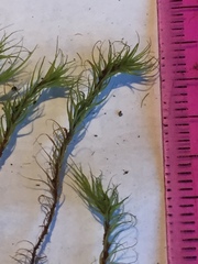 Flexitrichum flexicaule