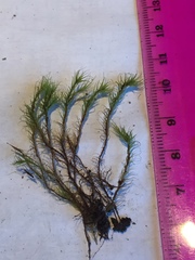 Flexitrichum flexicaule