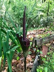 Amorphophallus konjac