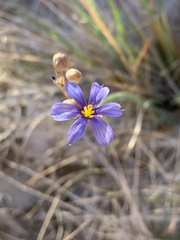 Sisyrinchium funereum