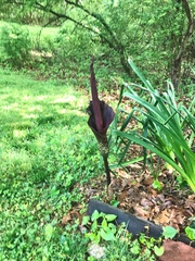 Amorphophallus konjac
