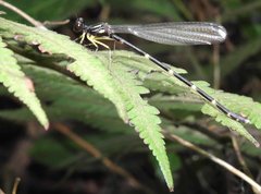 Sinosticta ogatai