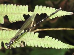 Sinosticta ogatai