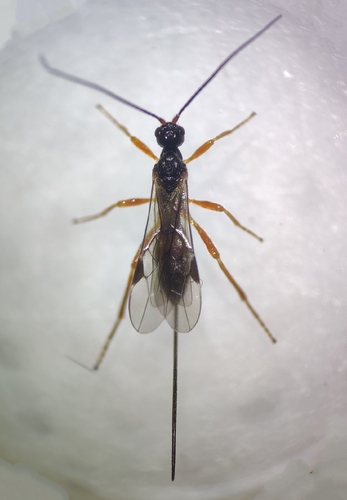 Ontsira imperator