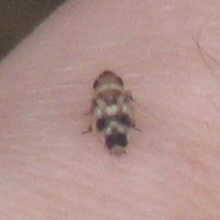 Anoscopus serratulae