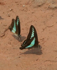 Graphium sarpedon sarpedon