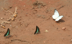 Graphium sarpedon sarpedon