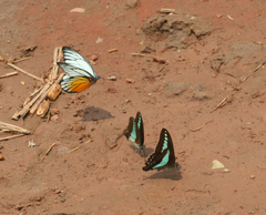 Graphium sarpedon sarpedon