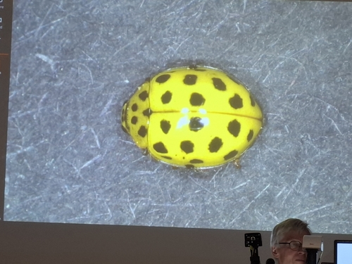 22-spot Ladybird