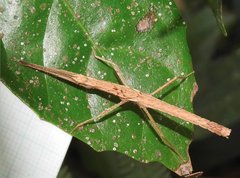 Neohirasea hongkongensis