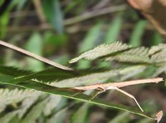 Neohirasea hongkongensis