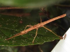 Neohirasea hongkongensis