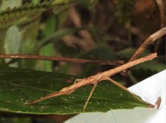Neohirasea hongkongensis