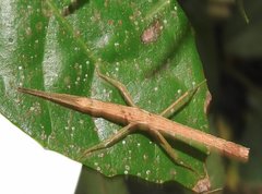 Neohirasea hongkongensis