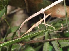Neohirasea hongkongensis