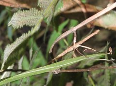 Neohirasea hongkongensis