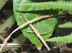 Neohirasea hongkongensis