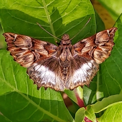 Noctuana