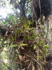 Epidendrum rigidum image