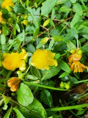 Hypericum frondosum