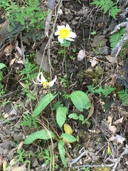 Erythronium helenae