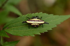 Gasteracantha transversa