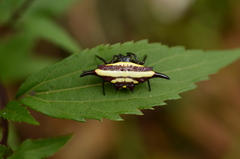 Gasteracantha transversa