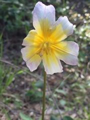 Erythronium helenae