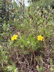 Hudsonia montana, photograph (c) Christian Cline, some rights reserved (CC BY)